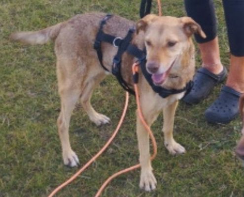 Vizsla Mixrüde Kag/ Karlo