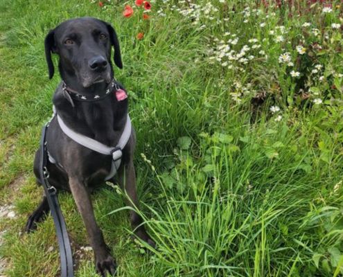 Vizsla Mixhündin Isa