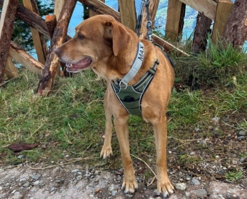 Vizsla Mixrüde Mazsi/Max